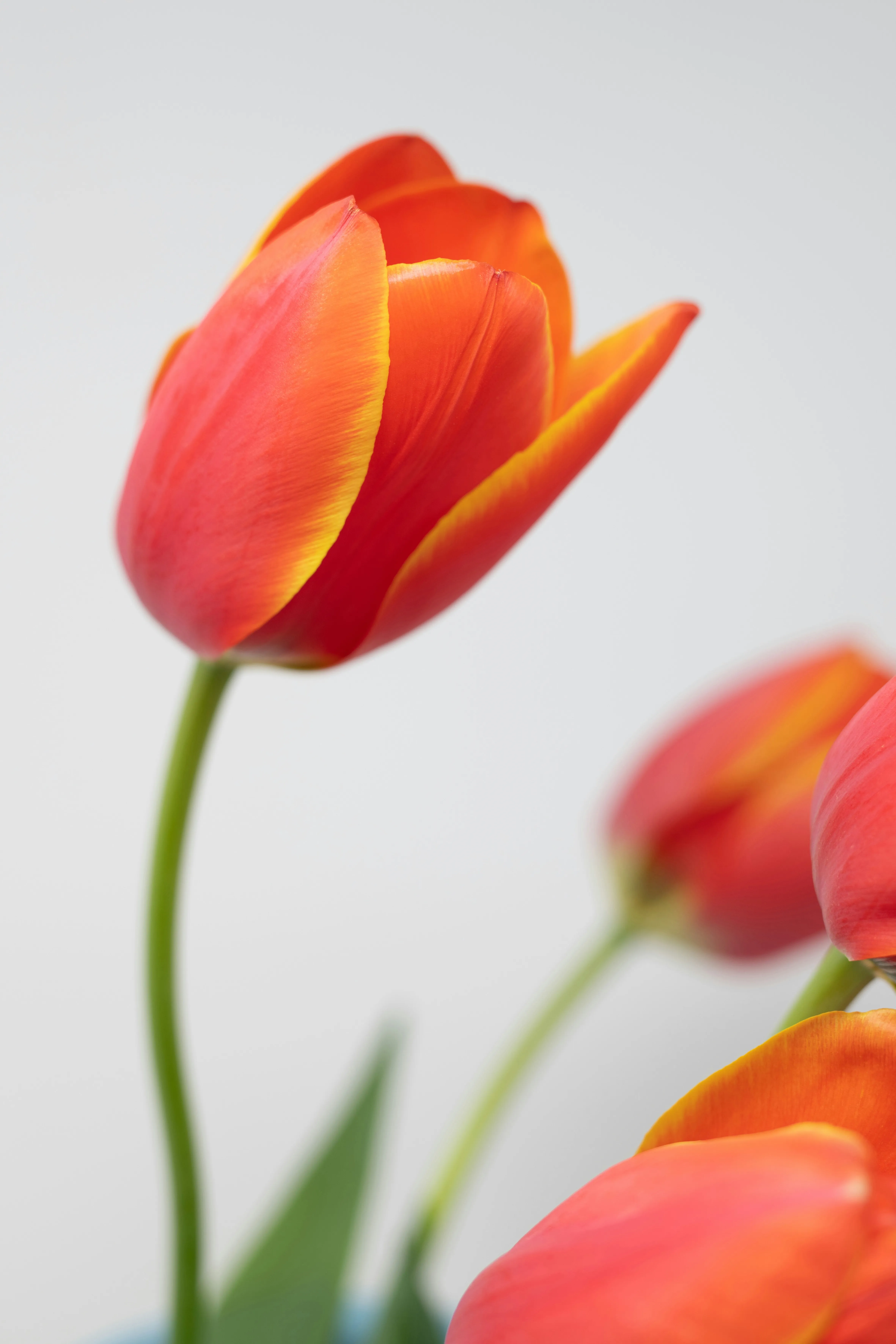 Frische Blumen von Bauer Blumen