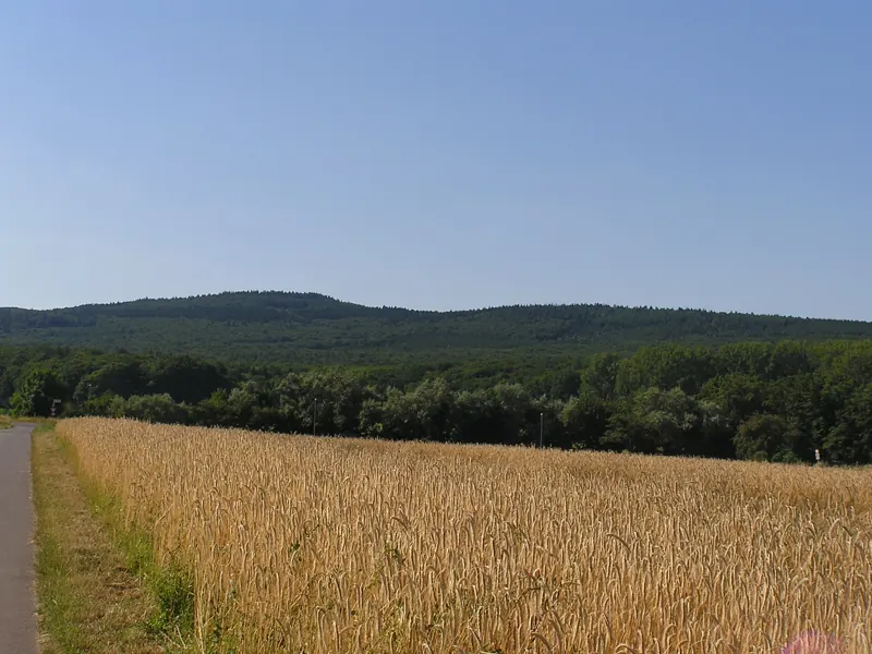 Blick über ein Kornfeld zum Taunus mit Hesselberg und Gickelsburg